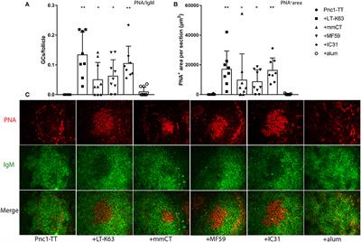 Adjuvants Enhance the Induction of Germinal Center and <mark class="highlighted">Antibody Secreting Cells</mark> in Spleen and Their Persistence in Bone Marrow of Neonatal Mice